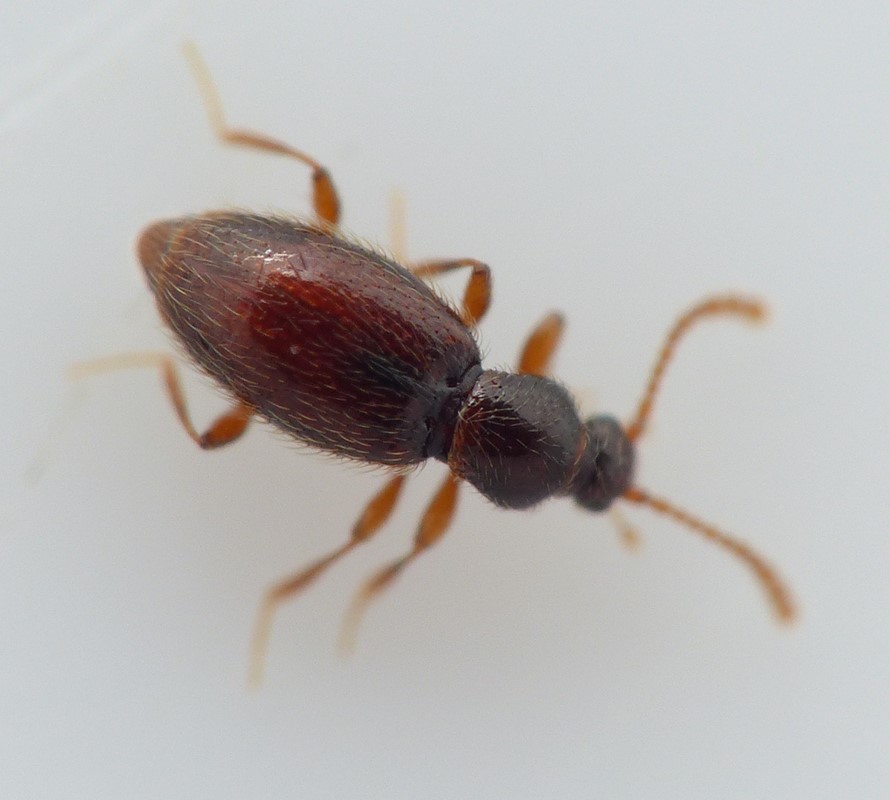 Stenichnus bicolor (Stenichnus bicolor)