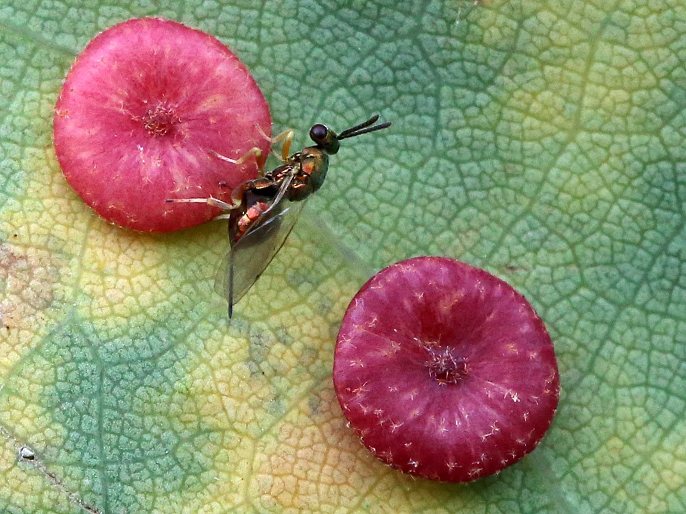 Neuroterus albipes (Neuroterus albipes)