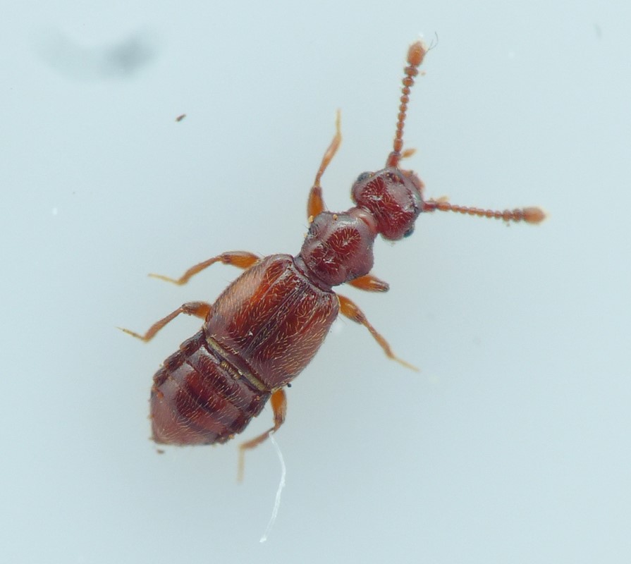Euplectus brunneus (Euplectus brunneus)