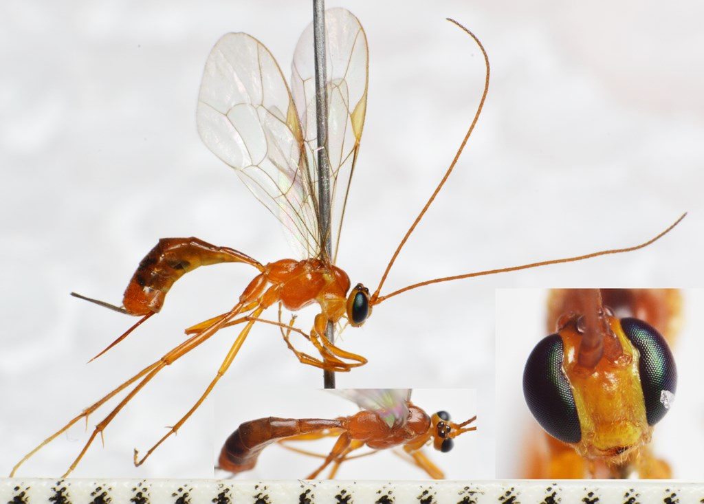 Netelia tarsata (Netelia tarsata)