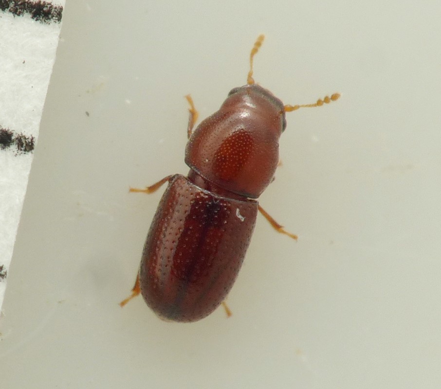 Cis lineatocribratus (Cis lineatocribratus)