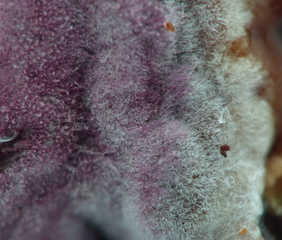 Bionectriaceae (Bionectriaceae) Naturbasen Danmarks Artsportal