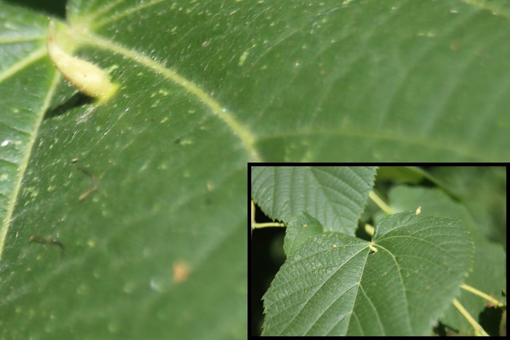 Phytoptus tiliae (Phytoptus tiliae)