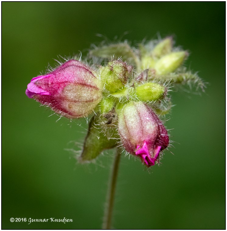 Contarinia steini (Contarinia steini)