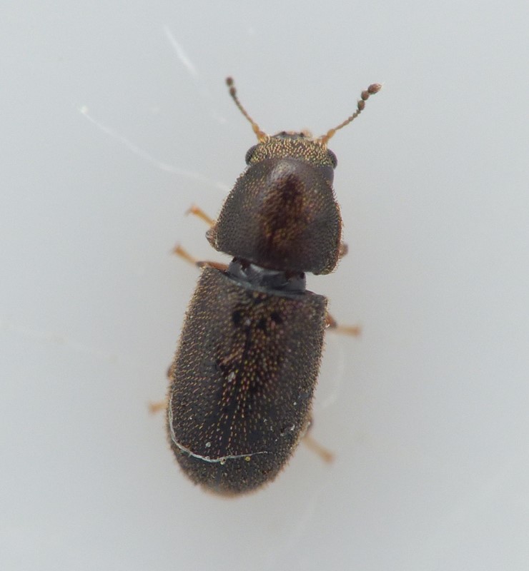 Cis pygmaeus (Cis pygmaeus)