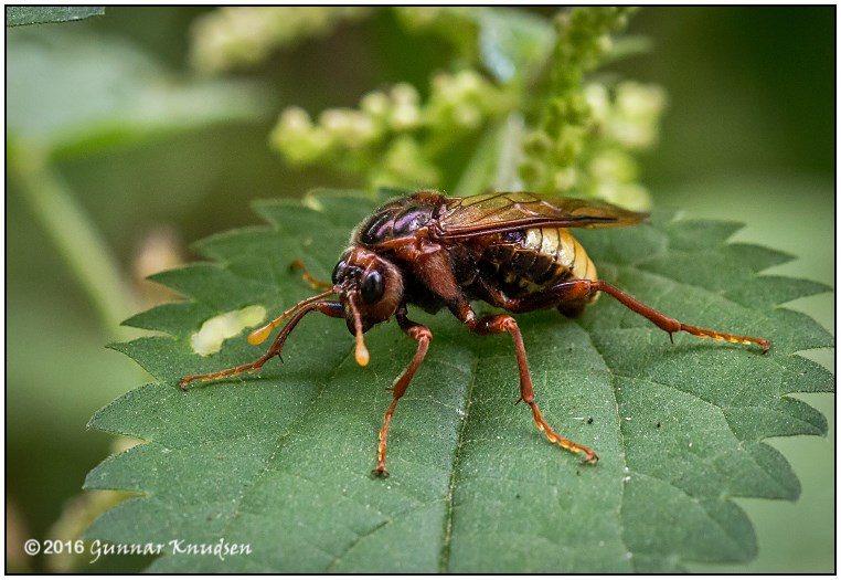 Cimbex connatus (Cimbex connatus)