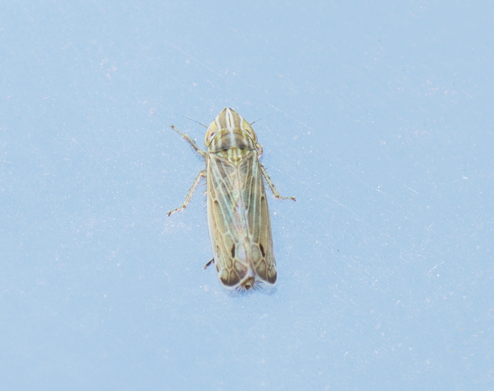 Punktumcikade (Arocephalus punctum)