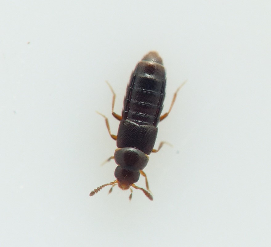 Oligota pumilio (Oligota pumilio)