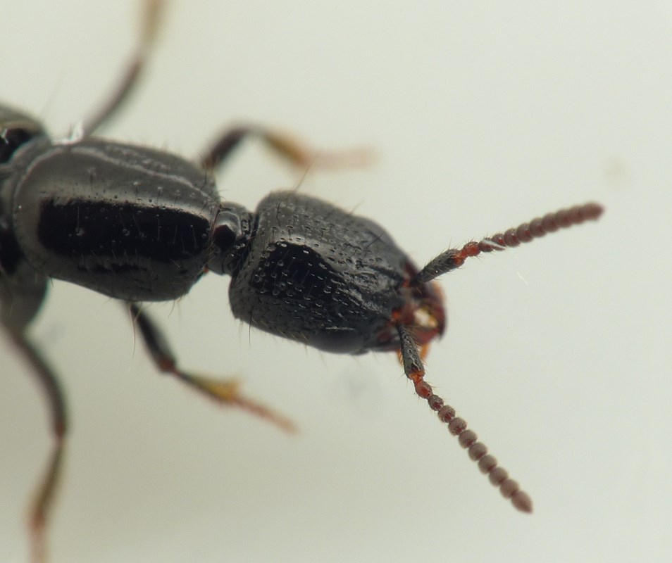 Gyrohypnus Liebei (Gyrohypnus punctulatus)