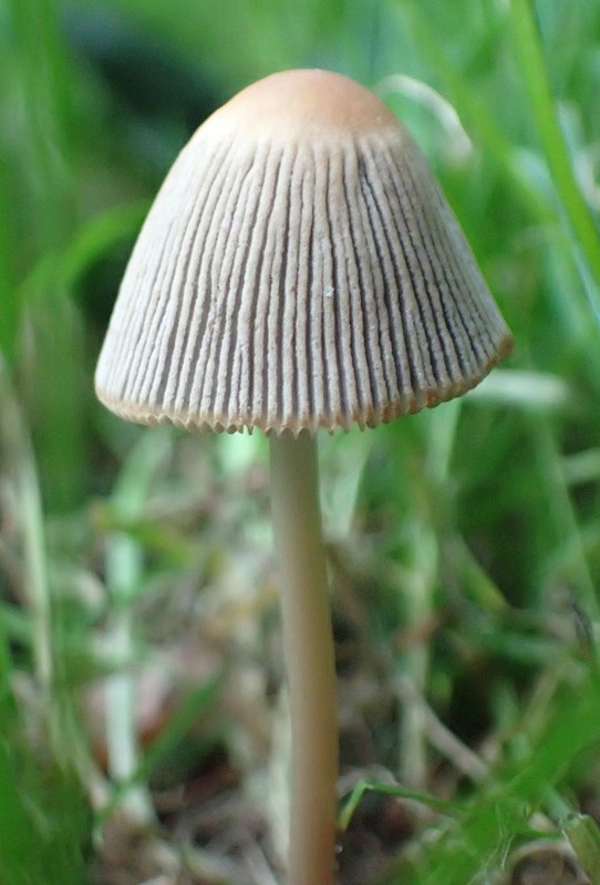 Storsporet Hjulhat (Parasola megasperma)