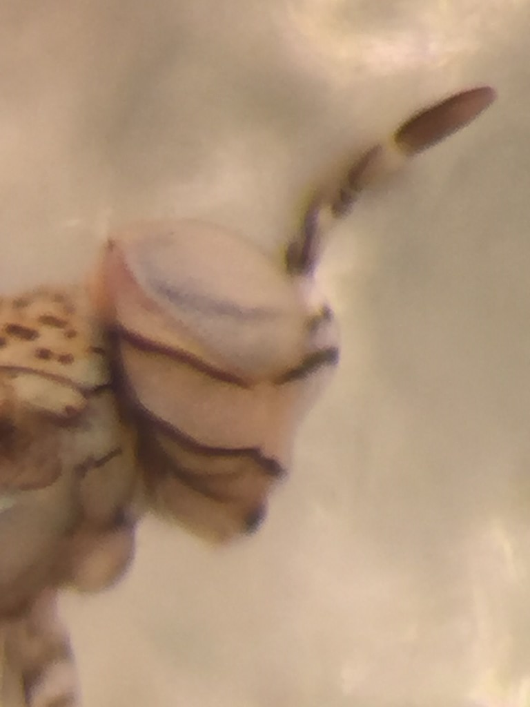 Marietta picta (Marietta picta)