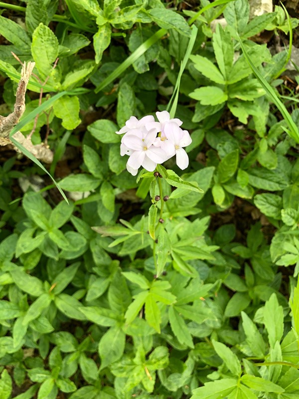Tandrod (Cardamine bulbifera)