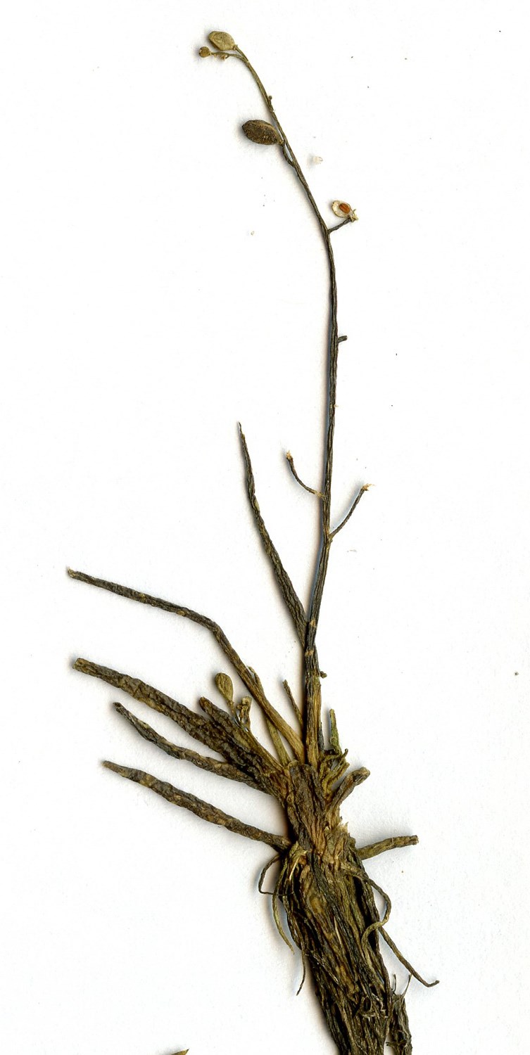 Sylblad (Subularia aquatica)