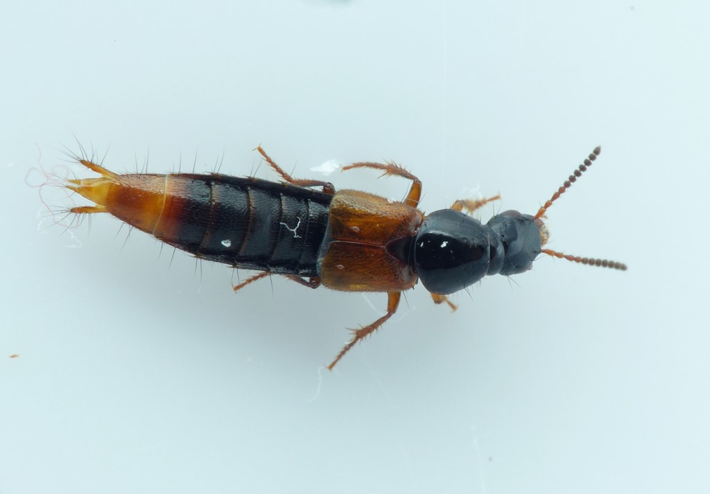 Quedius Assimilis (Quedius fulgidus)