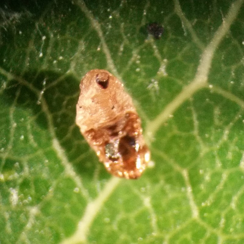 Sortpoppelminérbladhveps (Fenusella hortulana)