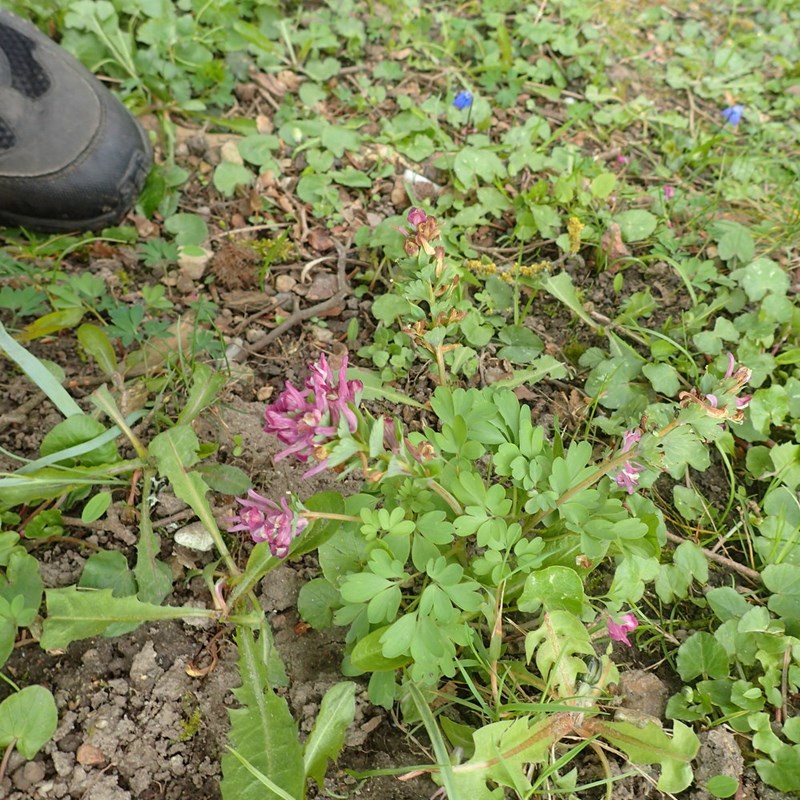 Finger x Langstilket Lærkespore (Corydalis pumila x solida)