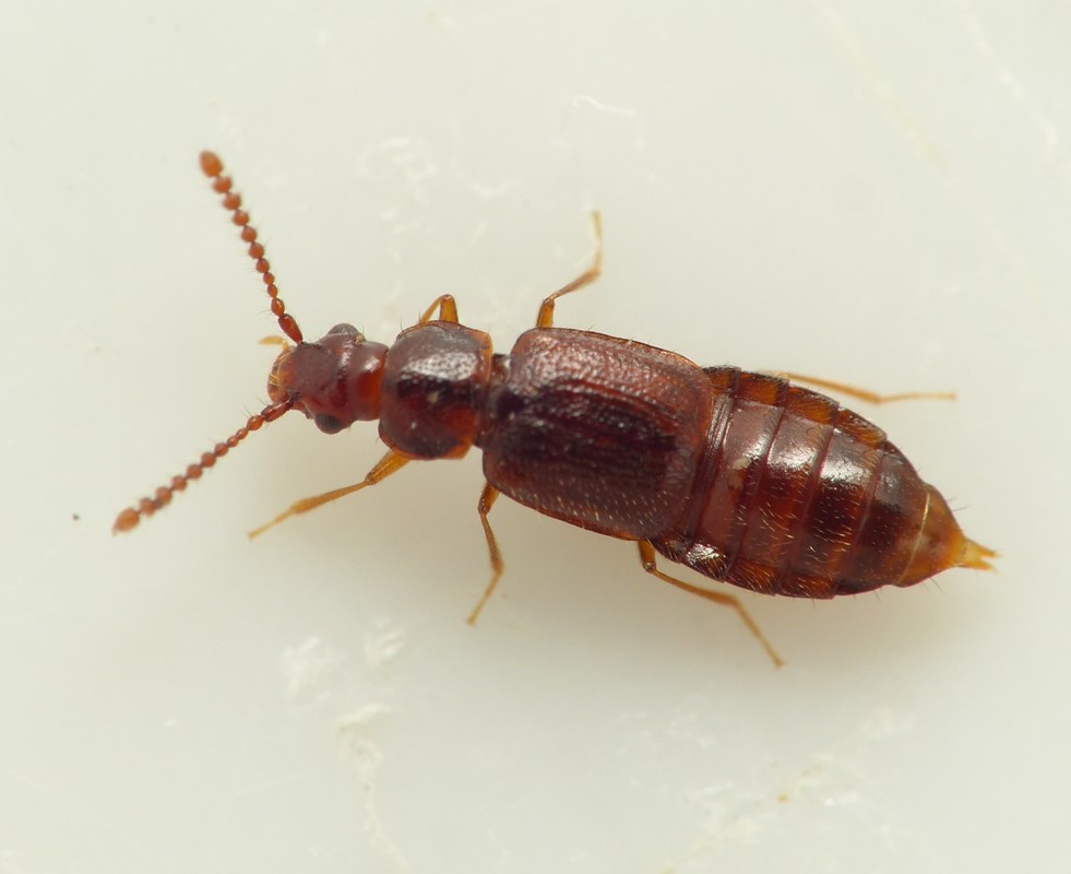 Hypopycna rufula (Hypopycna rufula)