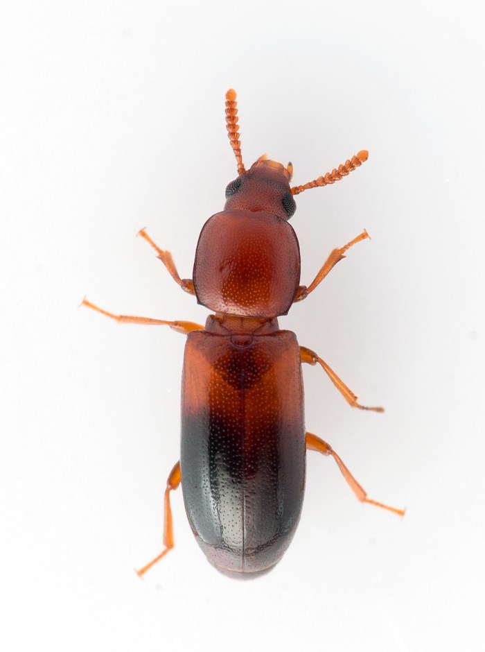 Corticeus