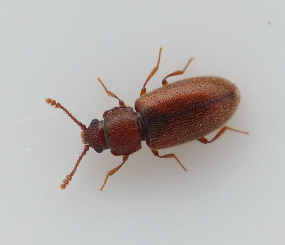 Cryptophagus corticinus (Cryptophagus corticinus)