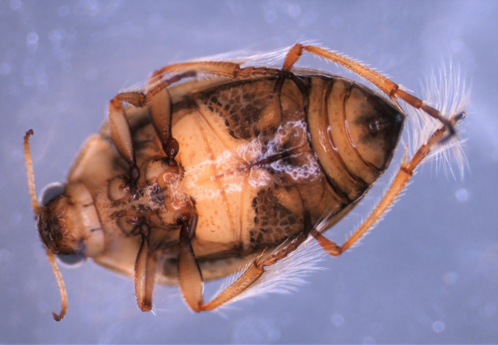 Haliplus sibiricus (Haliplus sibiricus)