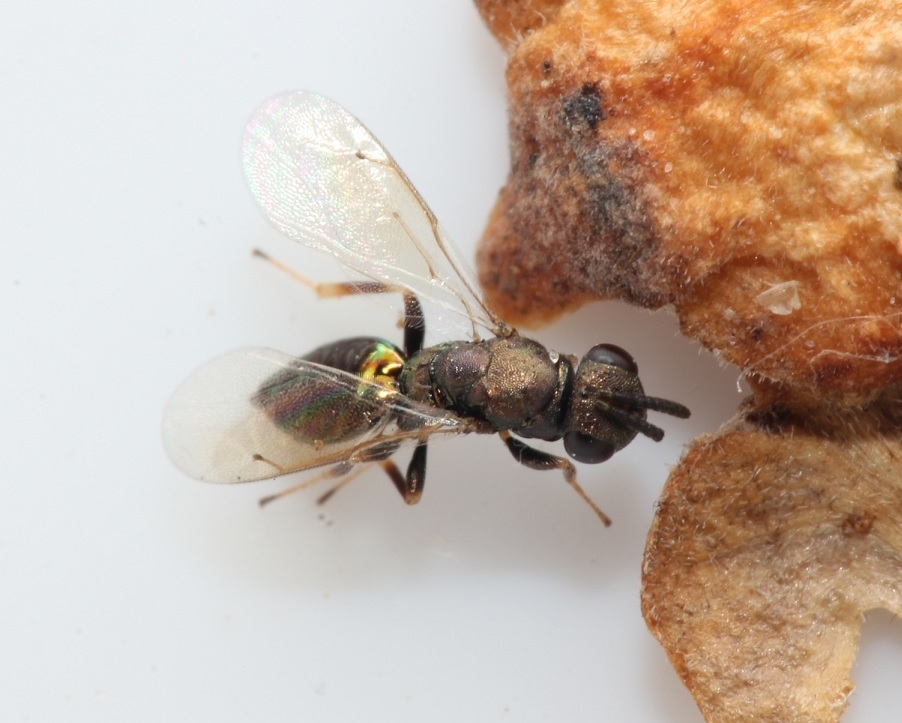 Stenomalina epistena (Stenomalina epistena)