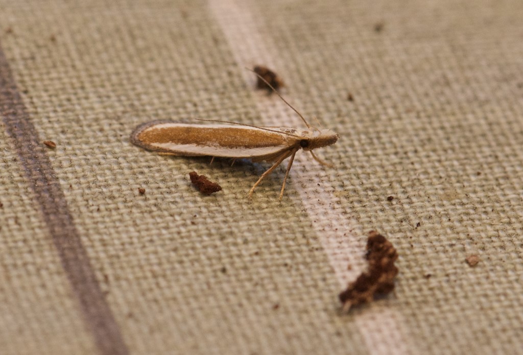 Enebærmøl (Dichomeris marginella)