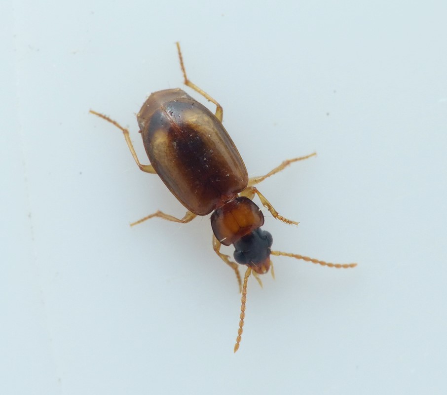 Kompostløber (Perigona nigriceps)