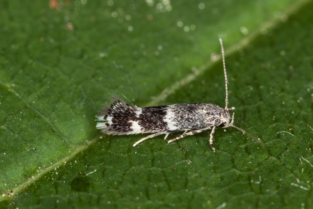 Elachista freyerella (Elachista freyerella)