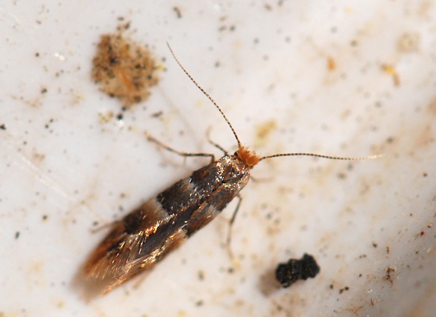 Phyllonorycter tristrigella (Phyllonorycter tristrigella)