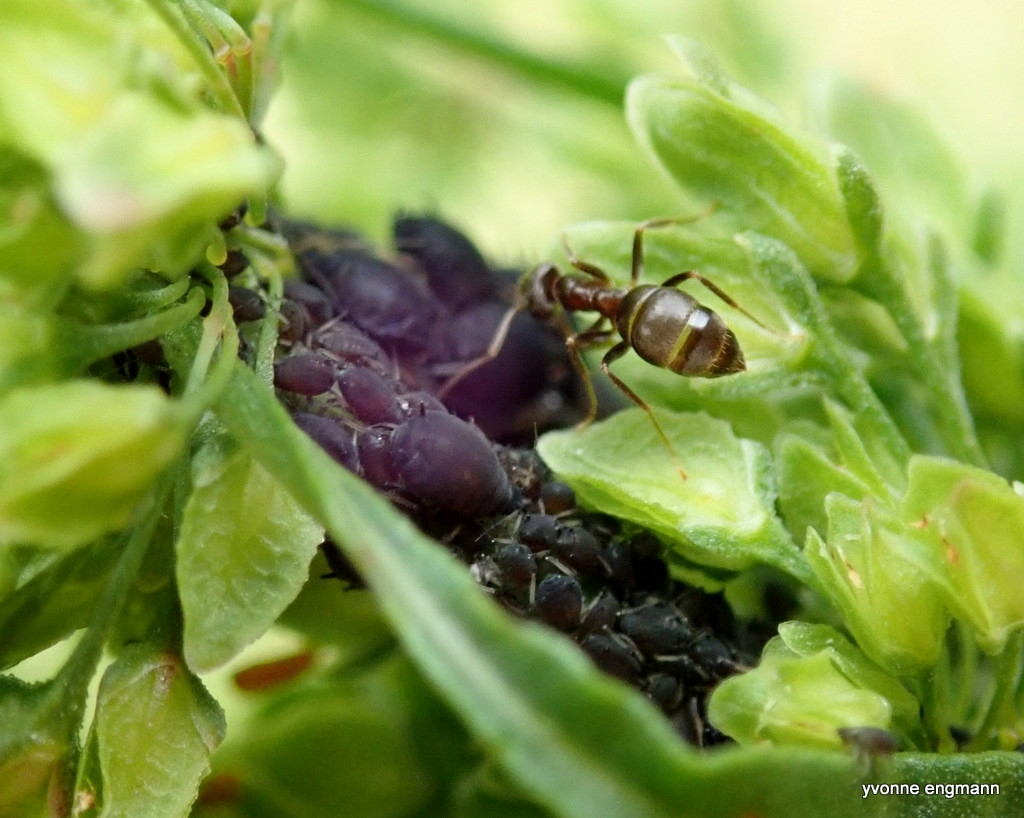 Skræppebladlus (Aphis rumicis)
