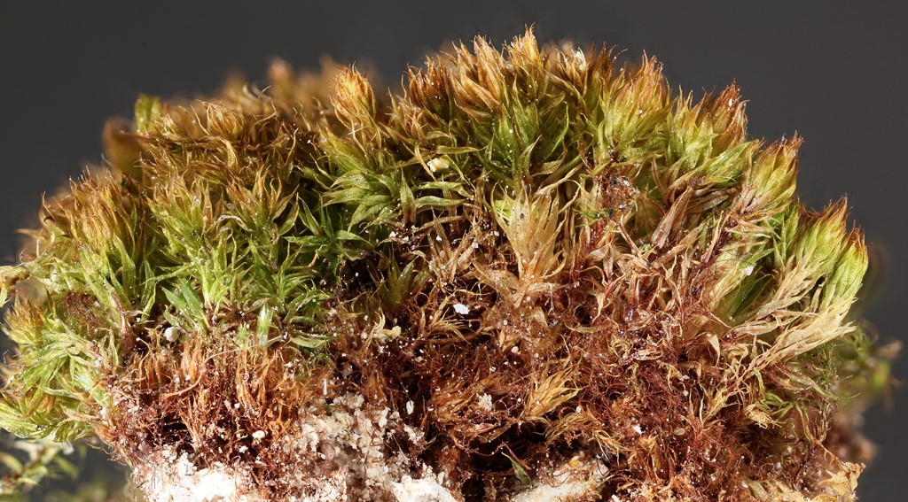 Gulribbet Bryum (Bryum radiculosum)