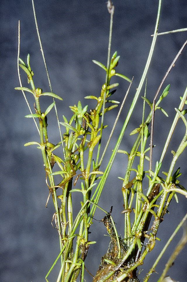 Korsarve (Crassula aquatica)