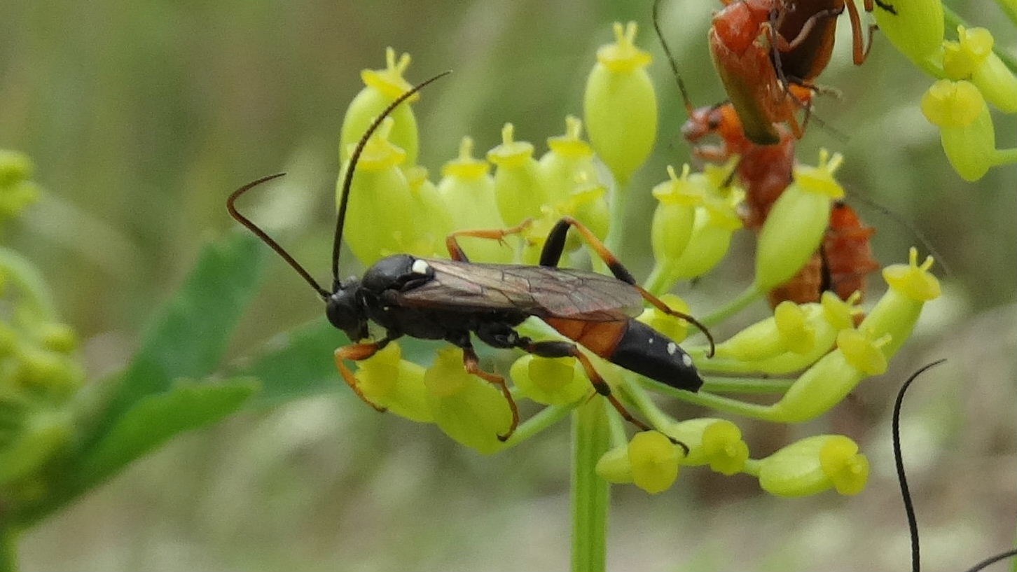 Ichneumon stenocerus (Ichneumon stenocerus)