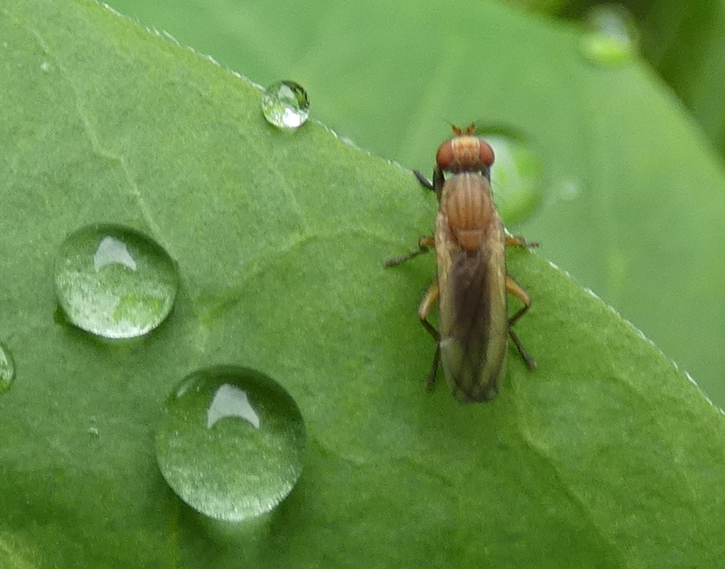 Pherbellia albocostata (Pherbellia albocostata)