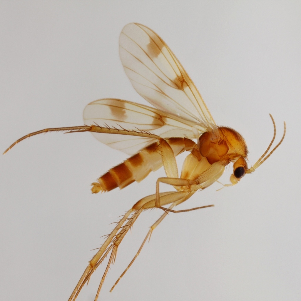 Mycetophila formosa (Mycetophila formosa)