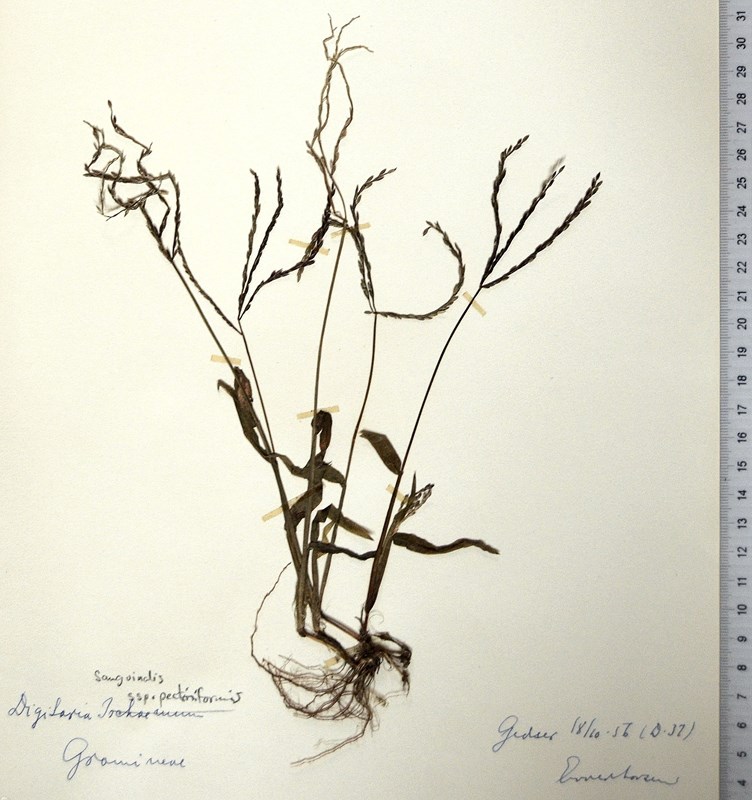 Kamhåret Fingeraks (Digitaria sanguinalis ssp. pectiniformis)