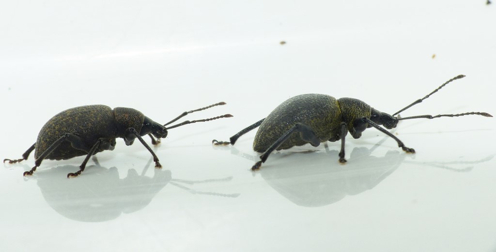 Otiorhynchus armadillo (Otiorhynchus armadillo)