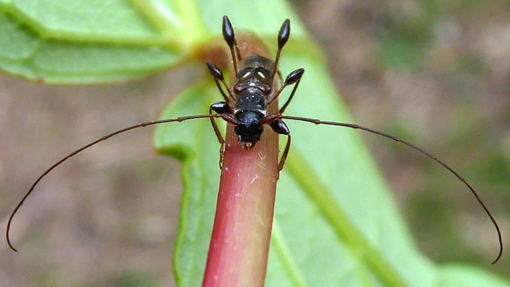 Fluebuk (Molorchus minor)