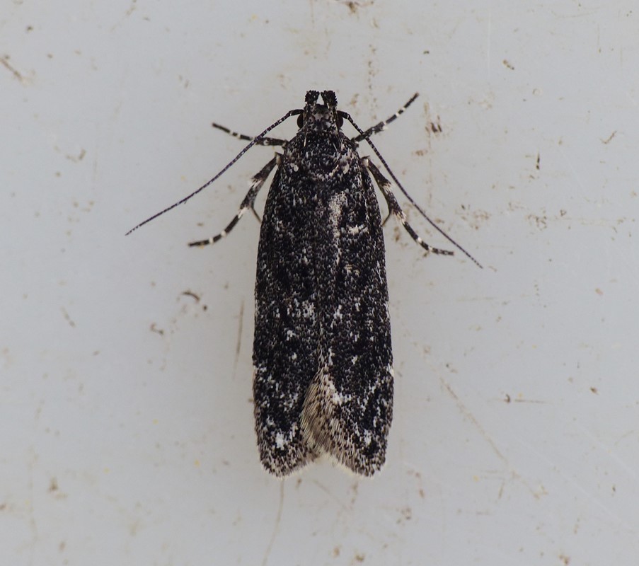 Gelechia nigra (Gelechia nigra)