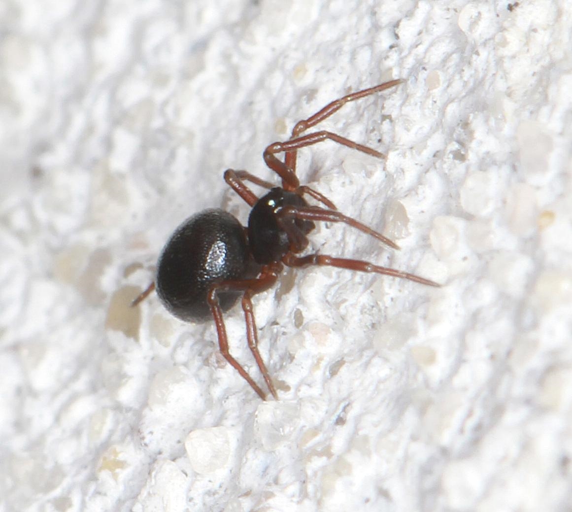 Ceratinella brevis (Ceratinella brevis)