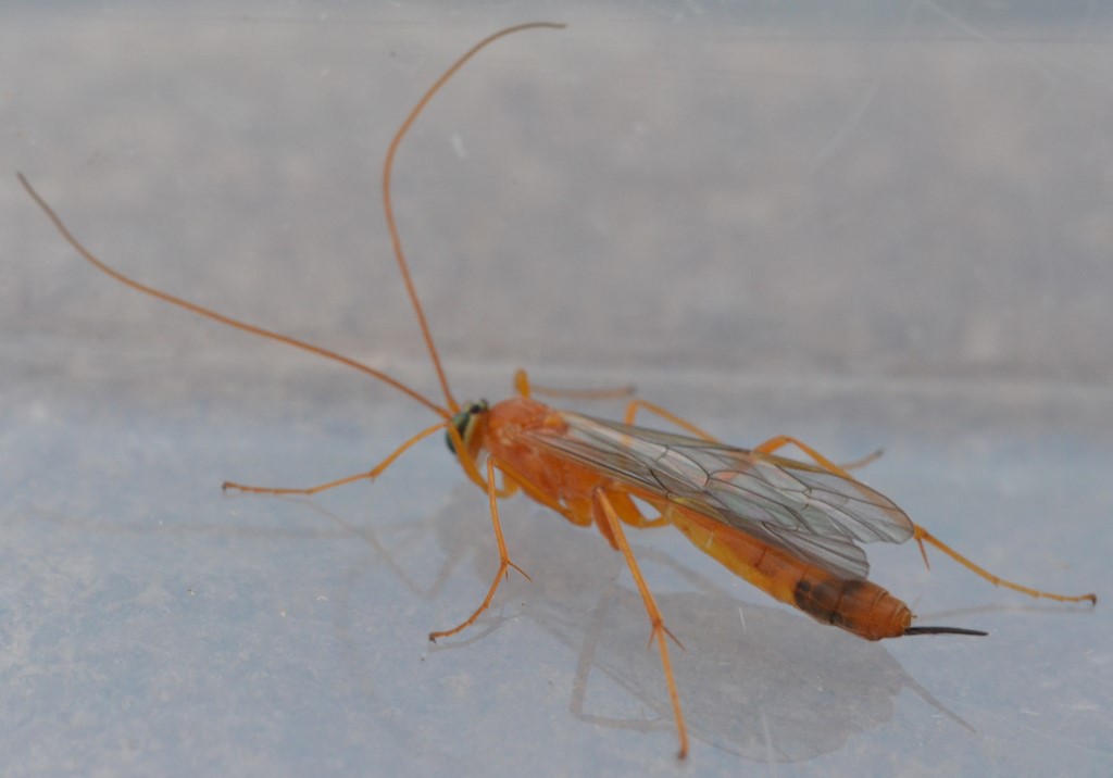 Netelia inedita (Netelia inedita)