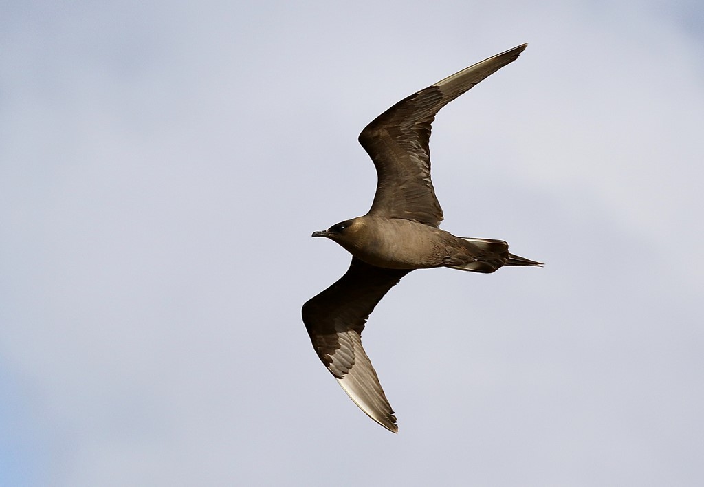 Almindelig Kjove (Stercorarius parasiticus)