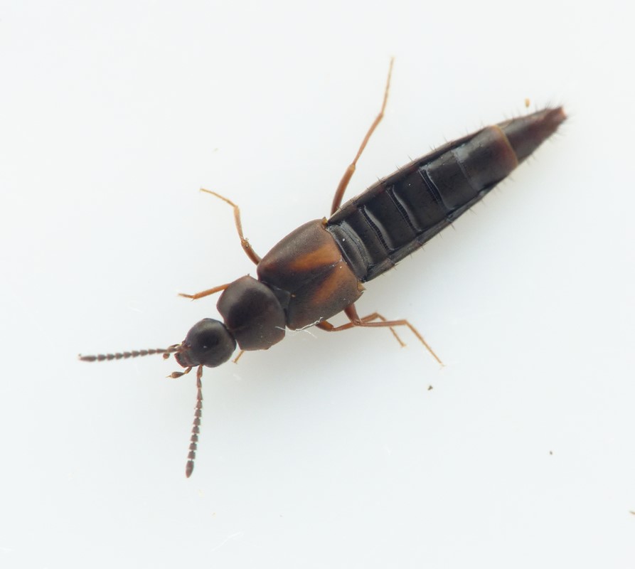 Oxypoda longipes (Oxypoda longipes)