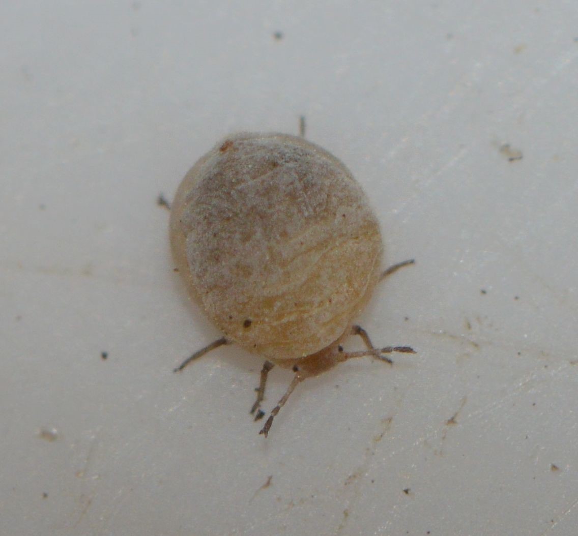 Bønnerodlus (Smynthurodes betae)