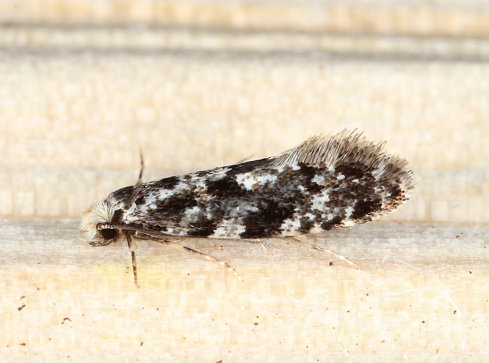 Nemapogon variatella (Nemapogon variatella)