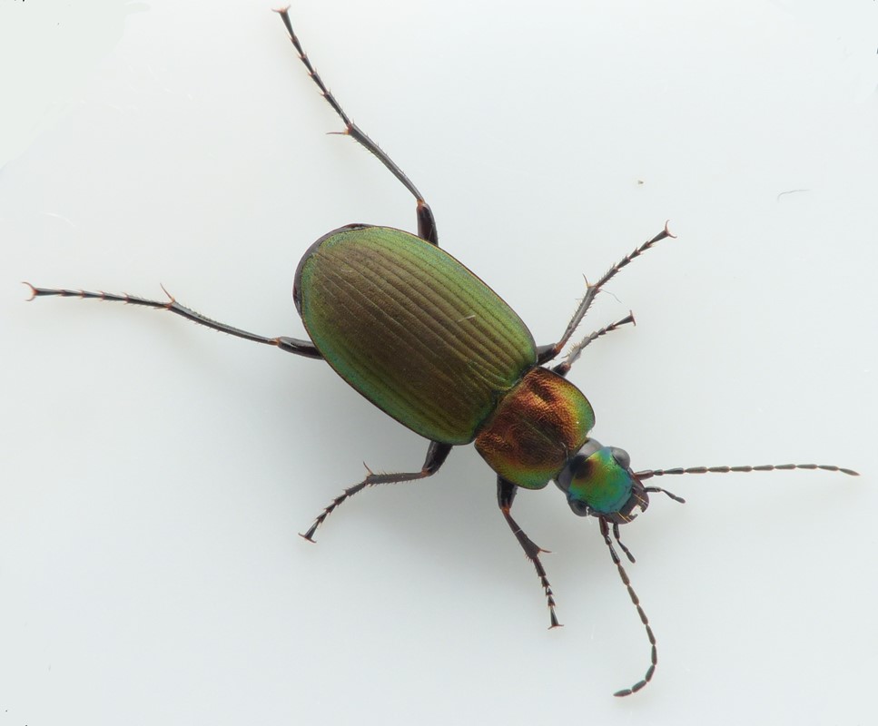 Grøn Fløjlsløber (Chlaenius nigricornis)