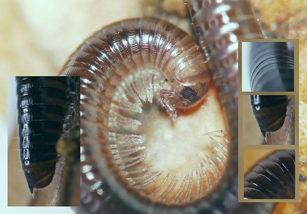 Julus scandinavius (Julus scandinavius)