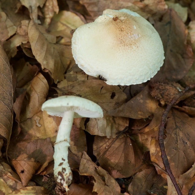 Orangefodet Parasolhat (Lepiota ignivolvata)