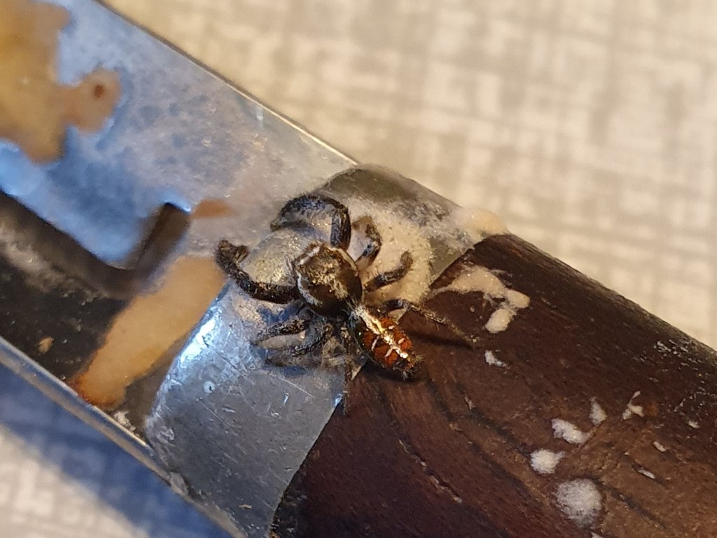 Thyene imperialis (Thyene imperialis)