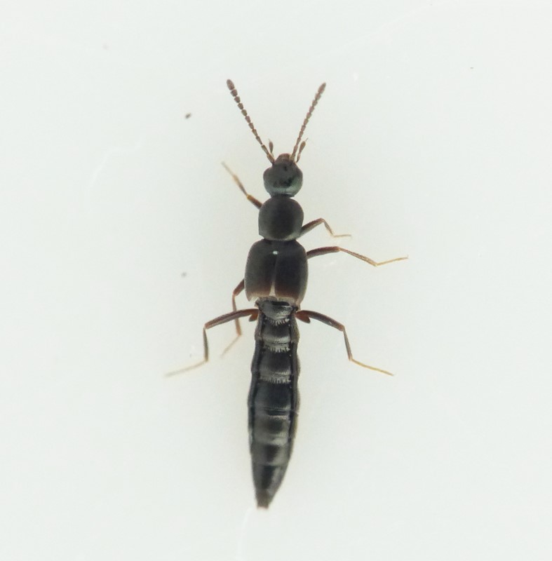 Ischnopoda Coarctata (Tachyusa coarctata)